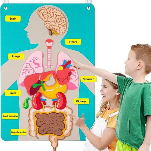Complexables® Children's DIY Educational Busy Board – 26-Piece Felt Human Body Structure Puzzle